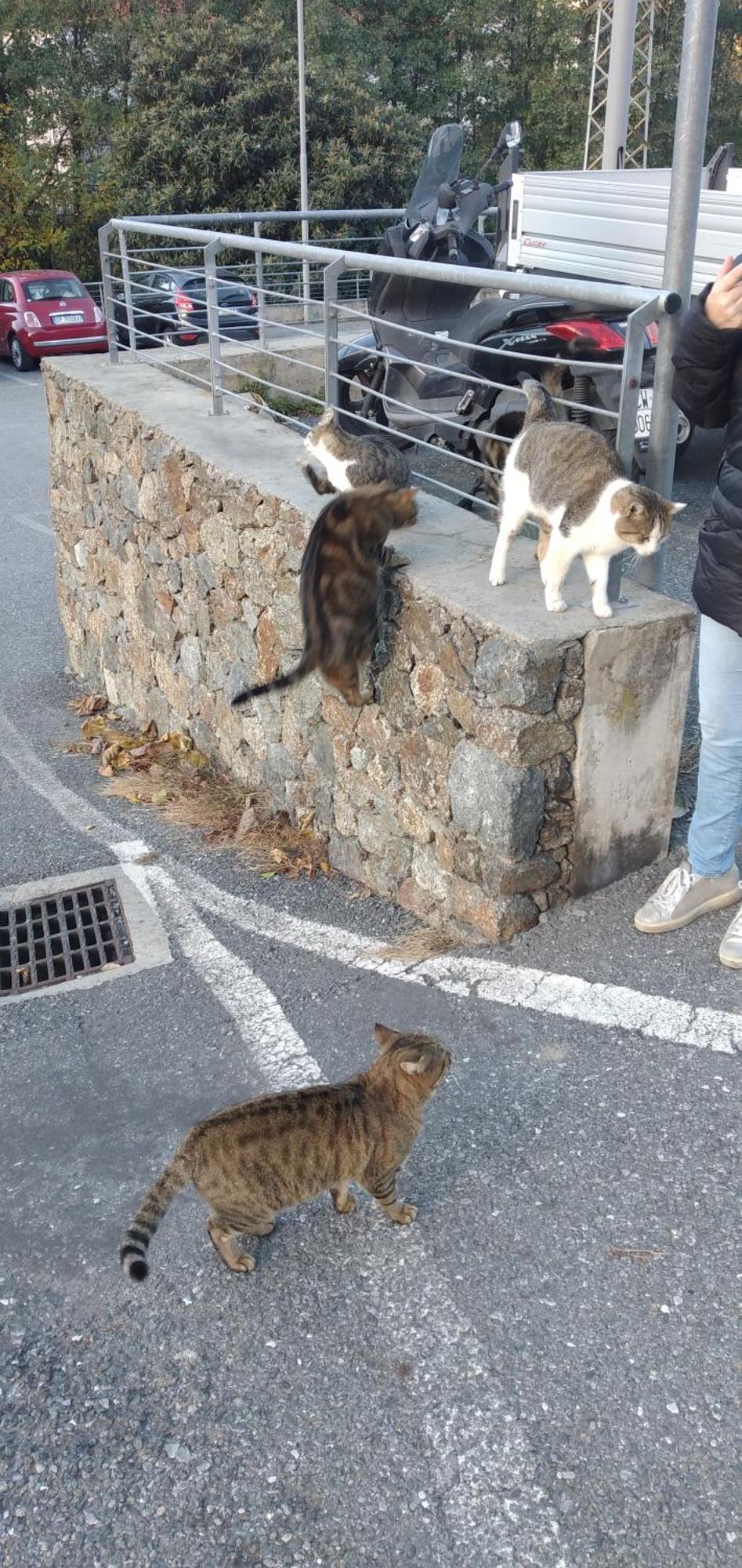 Ca Degli Ulivi Otel Finale Ligure Dış mekan fotoğraf