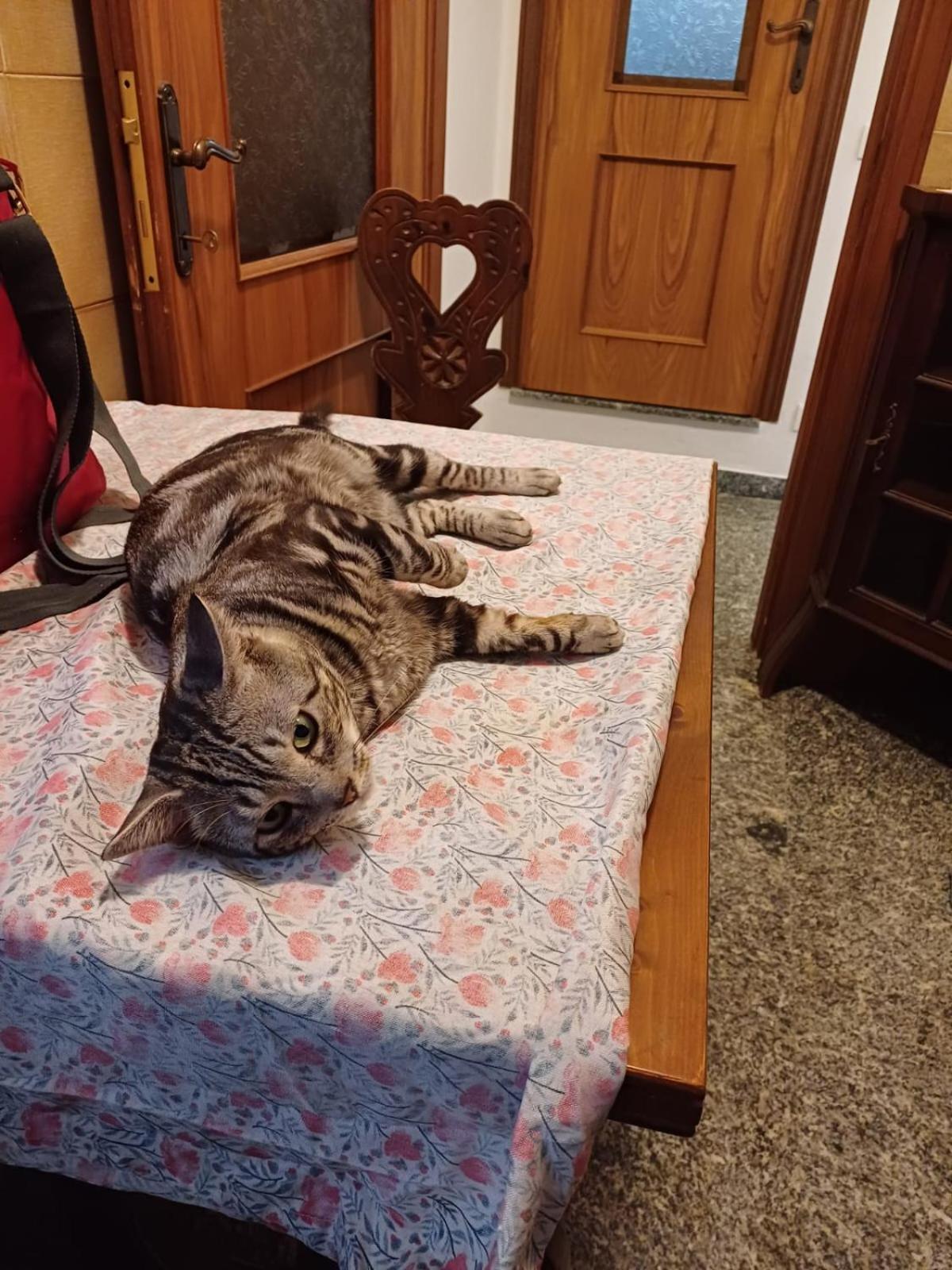 Ca Degli Ulivi Otel Finale Ligure Dış mekan fotoğraf